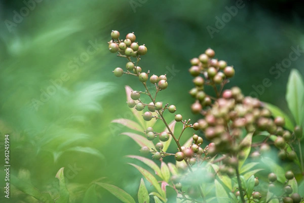 Obraz 実が鈴なりの南天は喉の薬になる薬用植物です