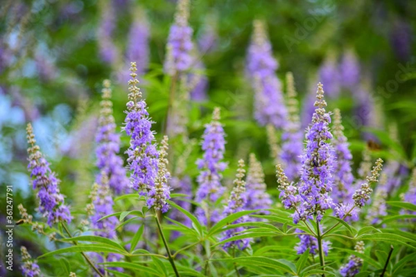 Fototapeta ちょっと珍しい「セイヨウニンジンボク」の花が咲きました