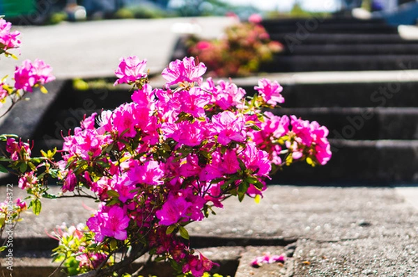 Obraz 道端のツツジ