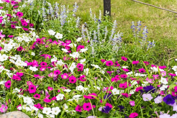 Obraz 道端の綺麗な花