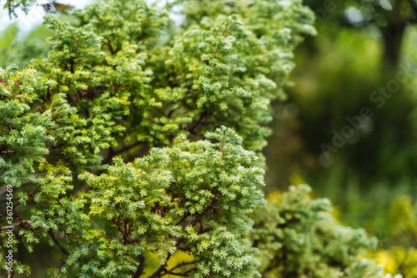 Obraz 鮮やかな緑