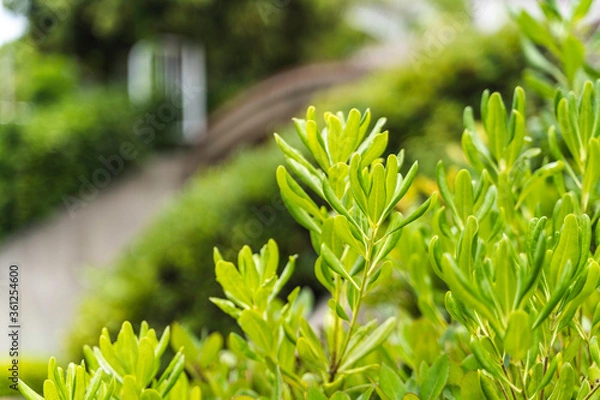 Obraz 鮮やかな緑