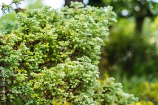 Obraz 鮮やかな緑