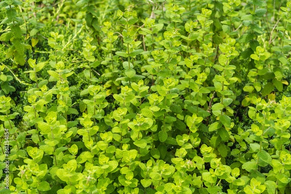 Obraz 鮮やかな緑