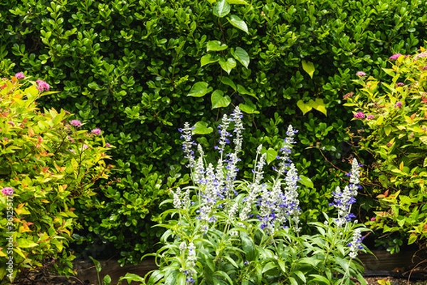 Obraz 道端の綺麗な草花