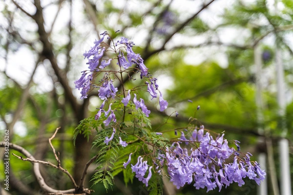 Obraz 鮮やかな青