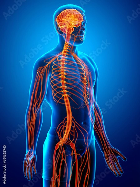 Fototapeta 3d rendered medically accurate illustration of a male nervous system