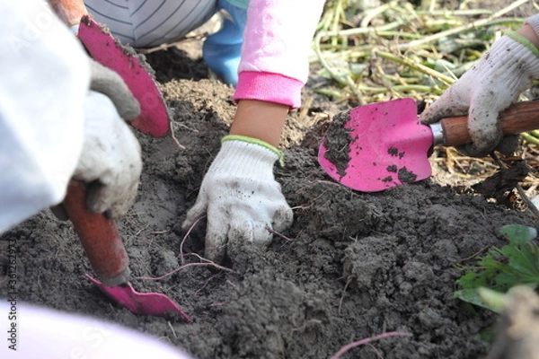 Fototapeta 子どもたちのサツマイモ掘り収穫体験