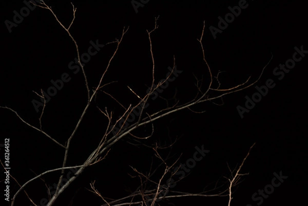 Obraz Abstract dry branches in the night