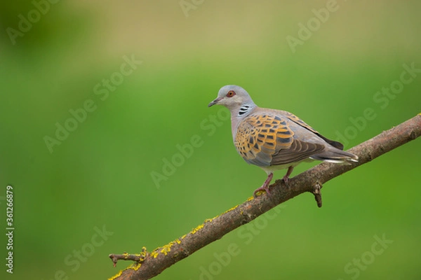 Obraz European Turtle-Dove - Streptopelia turtur bird