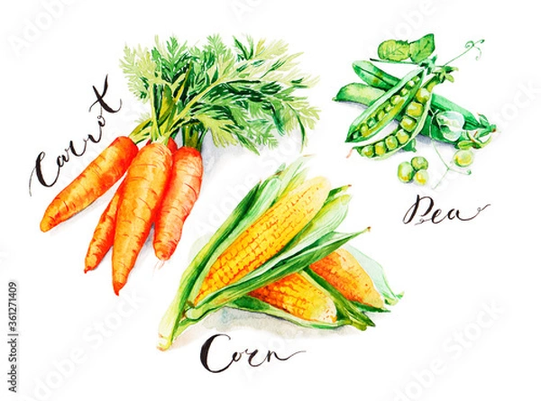 Obraz Carrot, pea and corn