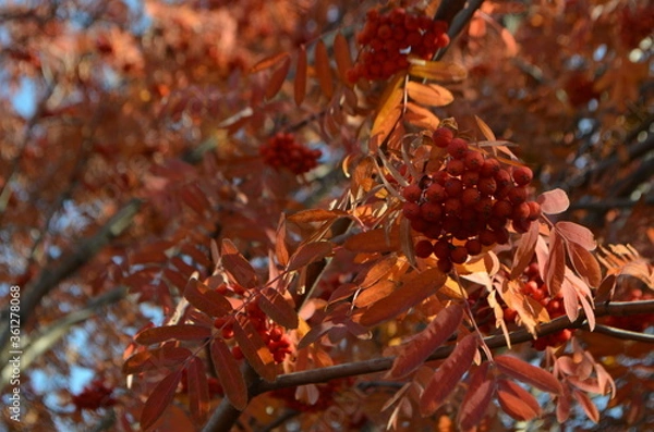 Fototapeta Rowan berries on a twig in the autumn forest.Fruit for jam, tea and tinctures. Red orange background.