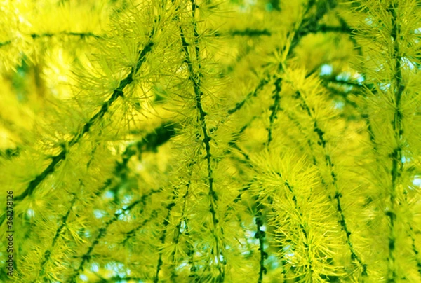 Fototapeta Trip in the forest. Acid trees and green branches. Rest alone and with company. Psychedelic effect.