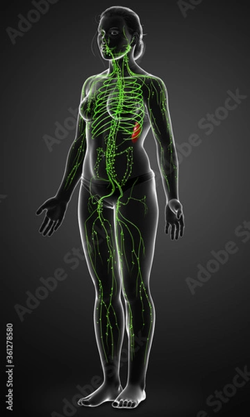 Fototapeta 3d rendered medically accurate illustration of a female lymphatic system