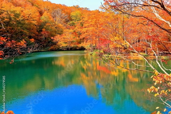 Obraz 紅葉の山形蔵王ドッコ沼