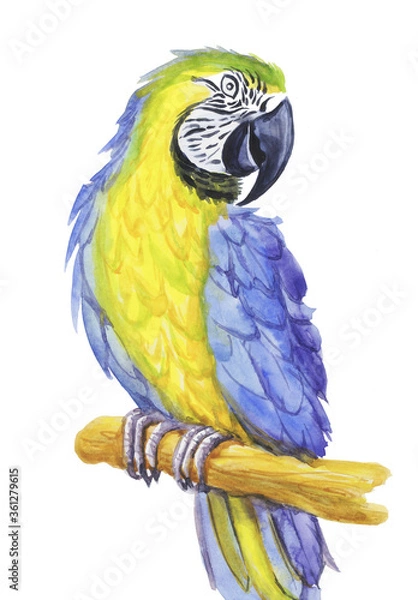 Obraz tropical parrot watercolor silhouette tropical bird isolate object white background