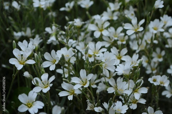 Fototapeta Optimistic background with small white flowers