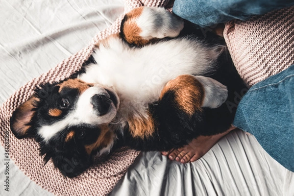 Fototapeta Happy Bernese Mountain Dog dog in luxurious bright colors scandinavian style bedroom with bed.