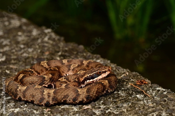 Obraz ニホンマムシ