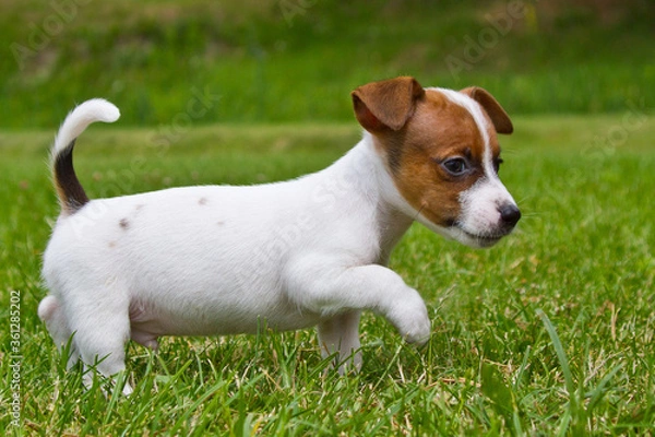 Fototapeta Little puppys are walking and playing on the street in the grass.