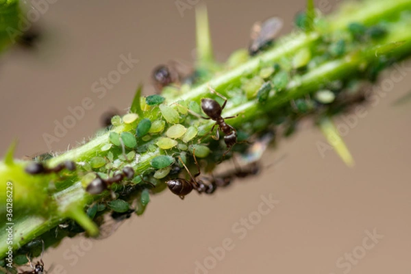 Fototapeta Plague: Macro of ants milking aphids on a blackberry bush