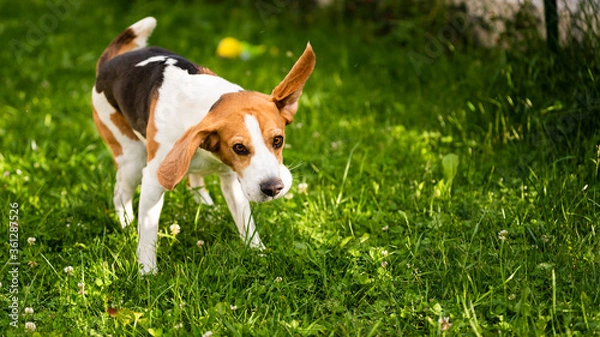 Fototapeta Beagle dog shaking grass off on green meadow.