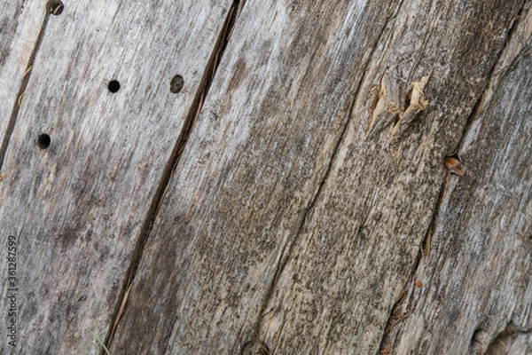 Obraz Bois mort usé par le temps.