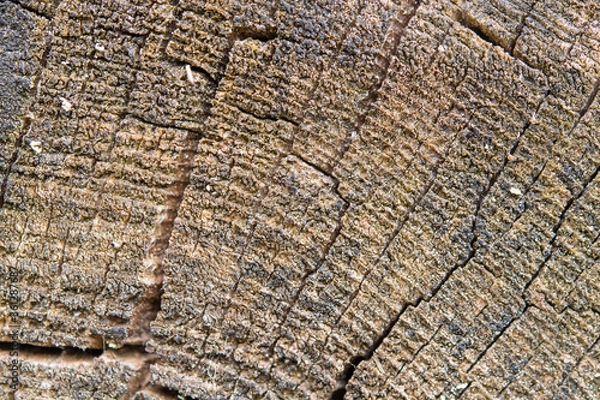 Obraz Souche de bois mort usée par le temps et craquelée.