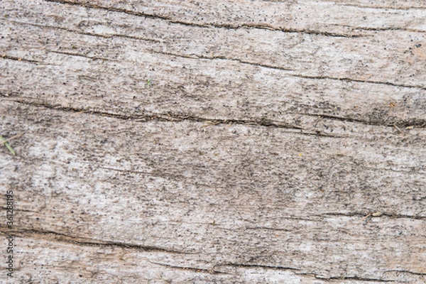 Obraz Bois mort usé par le temps.