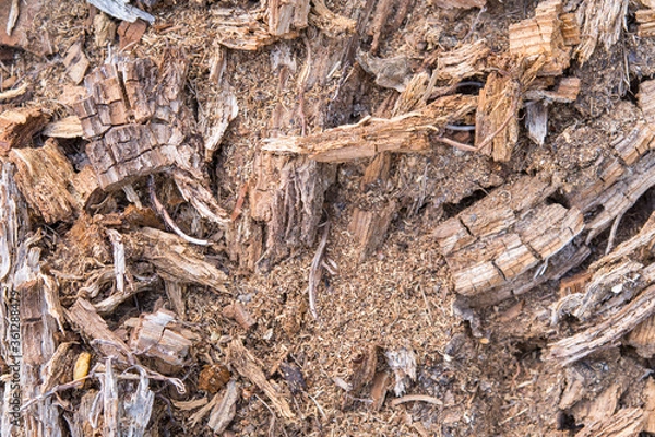 Obraz Bois sec se décomposant et formant une belle structure.