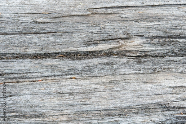 Obraz Martwe drewno noszone przez czas.