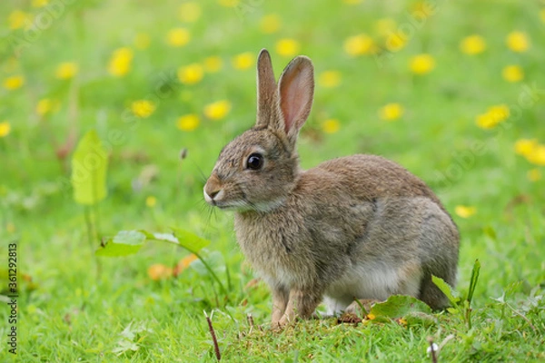 Fototapeta Wild Rabbit (Oryctolagus cuniculus) in a field.