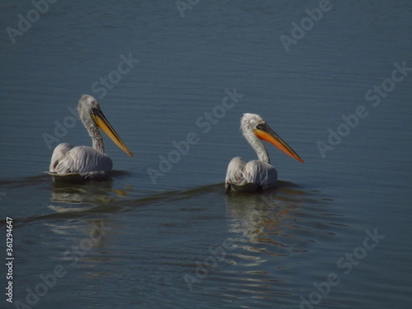 Obraz A couple of pelicans at Karla lake at central Greece 