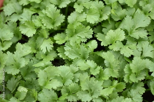 Obraz Koriander (Coriandrum)