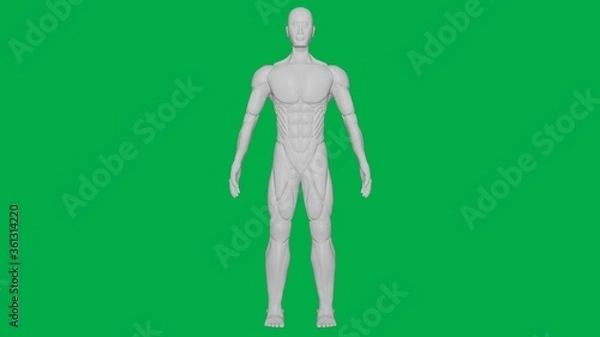 Obraz 3D Rendered Muscular anatomical Human/AI Mannequin Sculpture model on Green Screen Background (Full body Front view)