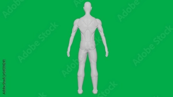 Obraz 3D Rendered Muscular anatomical Human/AI Mannequin Sculpture model on Green Screen Background (Full body Back view)