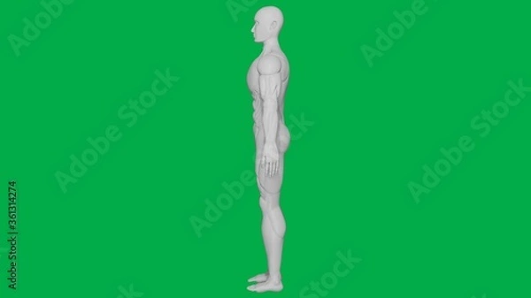 Obraz 3D Rendered Muscular anatomical Human/AI Mannequin Sculpture model on Green Screen Background (Full body Side view)