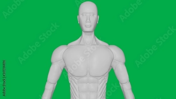 Obraz 3D Rendered Muscular anatomical Human/AI Mannequin Sculpture model on Green Screen Background (Upper body Front view)
