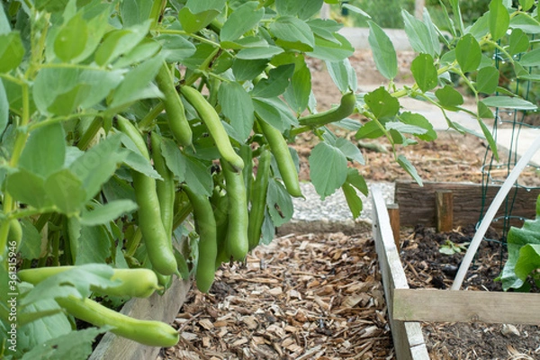 Obraz broad beans ready to harvest
