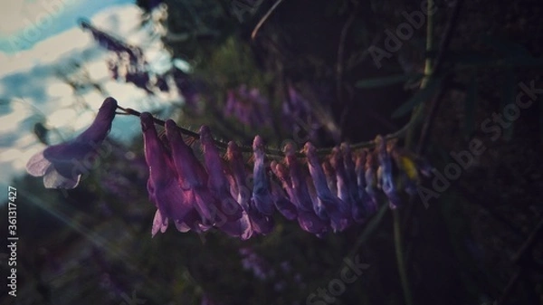 Fototapeta Violet flower