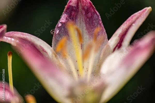 Obraz insect on a pink lily
