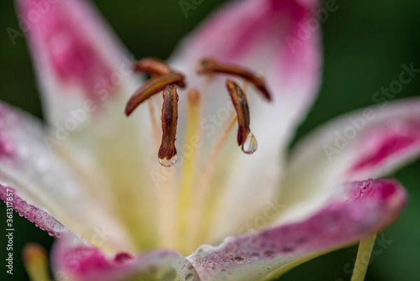 Obraz pink lily closeup