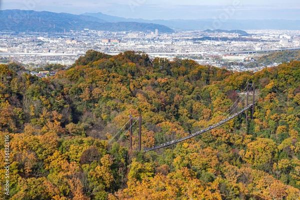 Fototapeta 大阪府交野市の府民の森・ほしだ園地「星のブランコ」の紅葉