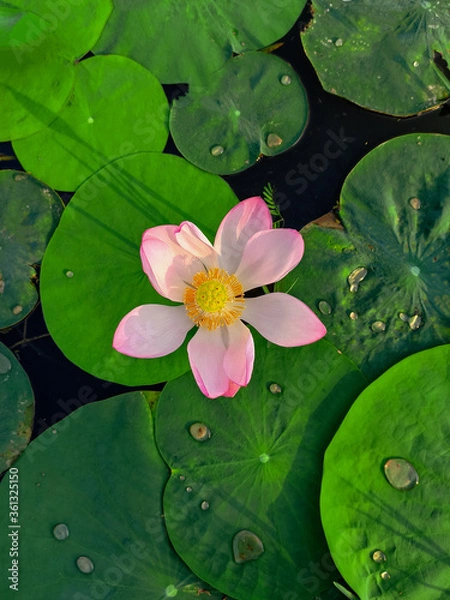 Fototapeta Lotus Flower and Leaf Floating On Water in Summer