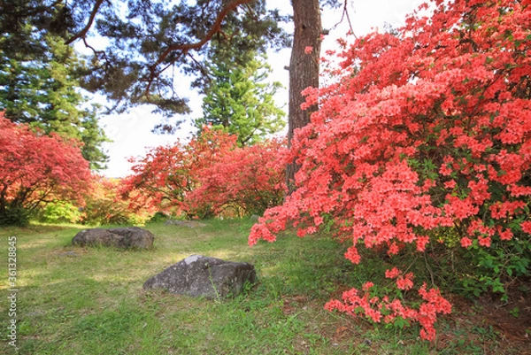 Fototapeta 御屋敷公園のヤマツツジ