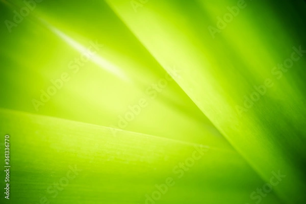 Fototapeta Concept nature of green leaf on blurred bokeh with copy space using as background natural, abstract background, greenery background, fresh wallpaper.