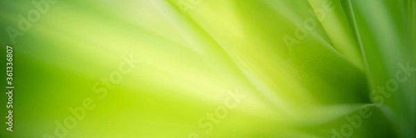 Fototapeta Concept nature of green leaf on blurred bokeh with copy space using as background natural, abstract background, greenery background, fresh wallpaper.