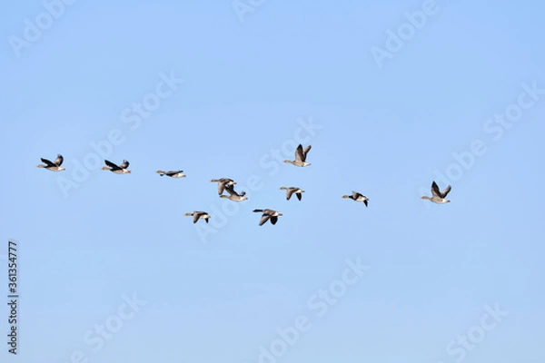 Obraz Ansar comun (Anser anser)