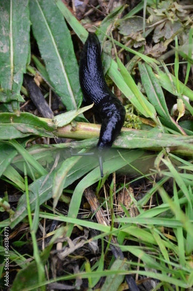 Obraz black  slug
