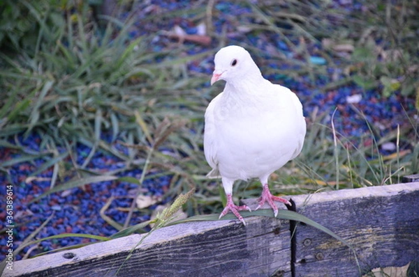 Obraz white dove on the beach